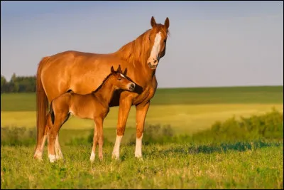 Est-ce que les poulains représentent les bébés des chevaux, les poneys, les ados, et les chevaux les adultes ?