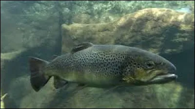 Le garde-pêche sera chargé de vérifier si le pêcheur a respecté la taille minimale d'une truite pour être capturée. Quelle est-elle ?