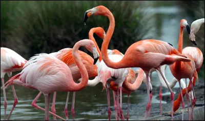 Pourquoi les flamants roses sont-ils roses ?