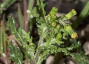 Quiz Les fleurs sauvages en Provence ( 7 )
