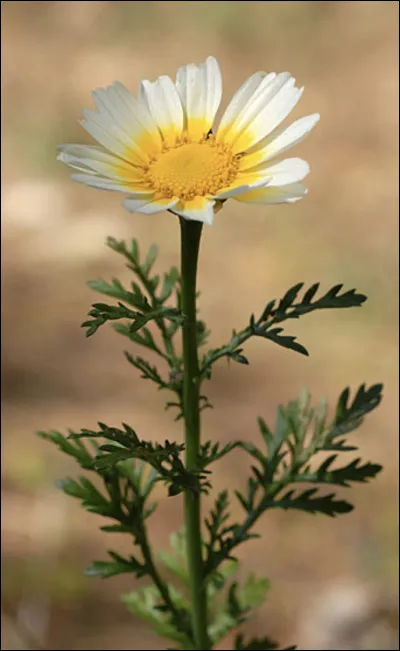 Quelle est cette fleur ?
