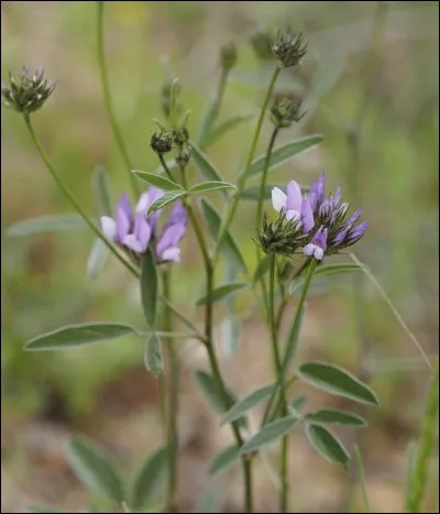 Quelle est cette fleur ?
