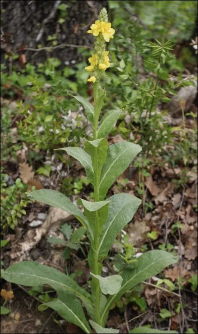 Quelle est cette fleur ?