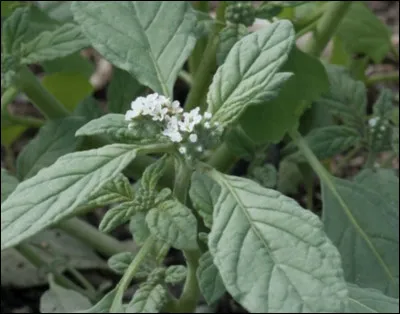 Quelle est cette fleur ?