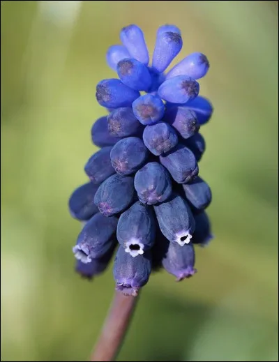 Quelle est cette fleur ?