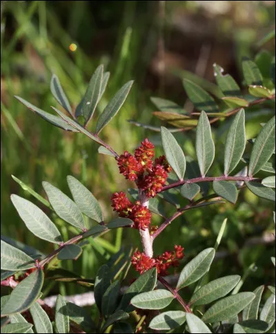 Quelle est cette fleur ?