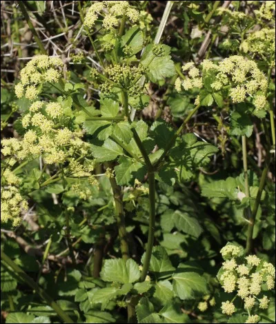 Quelle est cette fleur ?