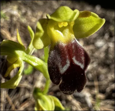 Quelle est cette fleur ?