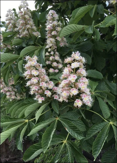 Quelle est cette fleur ?