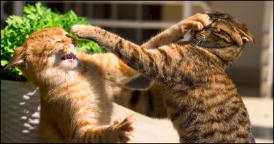 Qui veux-tu comme mentor ?