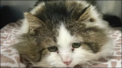 Le guerrier a finalement été repoussé. Mais ton frère est mort de ses blessures !