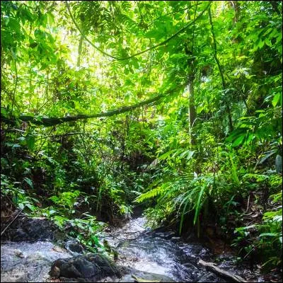 Quel mammifère endémique dIndonésie, de la famille des suidés, construit son habitat avec de la boue et de la paille ?