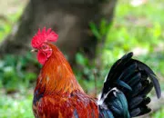 Quiz Vrai ou faux sur les animaux emblmes des pays du monde