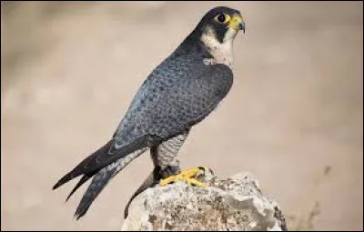 Alors là je suis sûr, le Liban a le faucon comme mascotte. Vrai ou faux ?