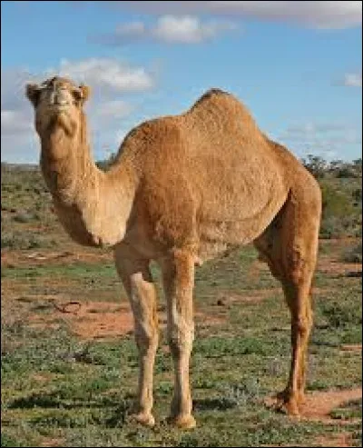 En Irak, c'est le dromadaire qui a été choisi comme animal emblématique du pays, et là j'en suis certain. Vrai ou faux ?