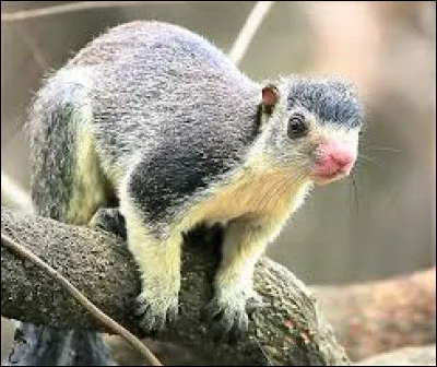 Je suis convaincu que l'écureuil géant de Ceylan est l'emblème du Bangladesh. Vrai ou faux ?