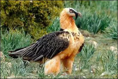 Affirmatif de chez affirmatif, le gypaète barbu est la mascotte du Lichtenstein. Vrai ou faux ?