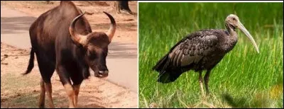 Je confirme que le kouprey et l'ibis géant sont les emblèmes du Cambodge. Vrai ou faux ?