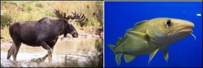 L'élan et la morue sont les deux symboles du Danemark. Vrai ou faux ?