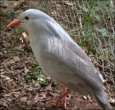 Là, vous ne me donnerez pas tort, le kagou huppé est bien l'emblème de la Nouvelle-Calédonie. Vrai ou faux ?