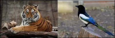 Le tigre de Sibérie et la pie bavarde sont les emblèmes de la Corée du Nord. Vrai ou faux ?