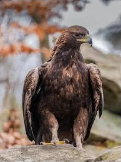 En Arménie, l'emblème est l'aigle royal. Vrai ou faux ?