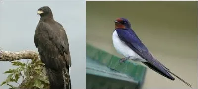La Hongrie a deux mascottes : l'aigle noir et l'hirondelle rustique. Vrai ou faux ?