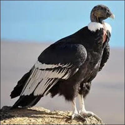 L'Équateur et la Colombie ont tous les deux le condor des Andes comme emblème. Vrai ou faux ?
