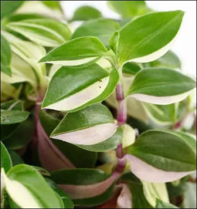 On trouve Blachevelle dans...