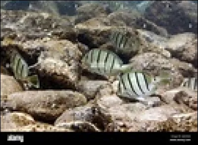 Mouloudji - Rue de Lappe - Rue de Lappe / On rencontrait / Une frappe / Une frappe / Qui revenait / Rue de Lappe / Rue de Lappe / Pour respirer
Un peu d'air frais de ce bon vieux quartier / Il laissait à la Guyane
Que laissait-il à la Guyane ?