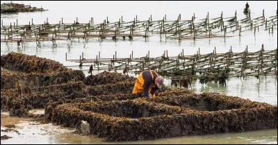 Quel est le nom en 16 lettres d'une femme qui se consacre à l'élevage des mollusques ?