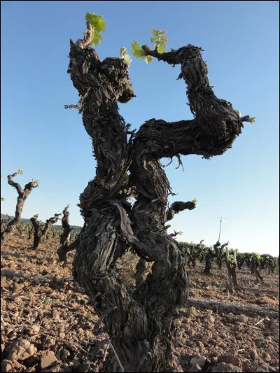Quel est le nom en 3 lettres d'un pied de vigne ?
