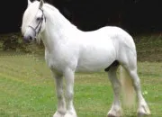 Quiz Les races de chevaux