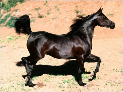 Premièrement, quel est ce cheval ?