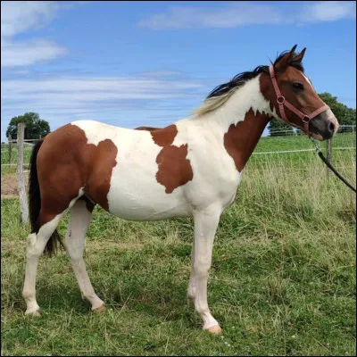 Quel est ce cheval ?