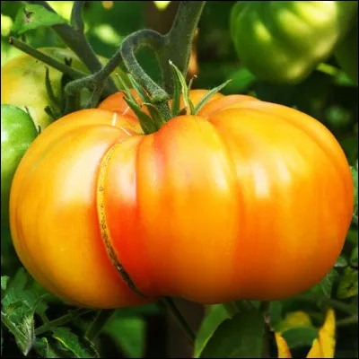 Quelle est cette variété de tomate ancienne et géante (1kg), originaire du Kentucky (USA) ?
