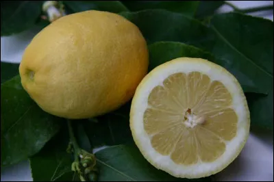 Quelle est cette variété de citron de Californie, la plus cultivée et la plus vendue au monde ?
