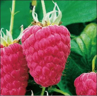 Quelle est cette variété de framboise à gros fruit rouge et conique ?