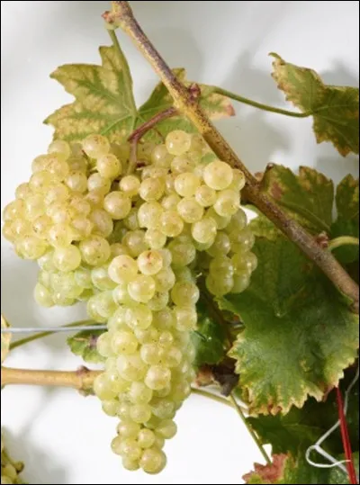 Quelle est cette variété de raisin la plus cultivée au monde ?