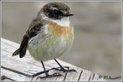 Endémique : d'où le tec-tec est-il un oiseau endémique ?