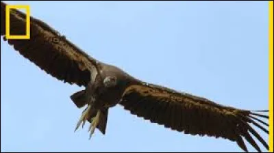 Quel est l'oiseau qui a la plus grande envergure ?