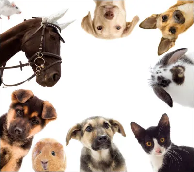 Quel animal de compagnie aurais-tu ?