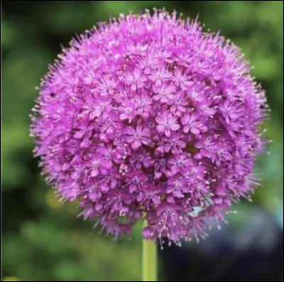 Et celle-ci, quel est son nom ?