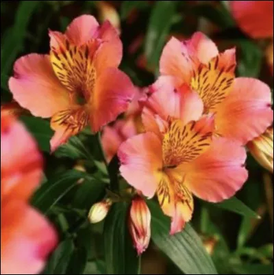 Et maintenant, connaissez-vous le nom de celle-ci ?