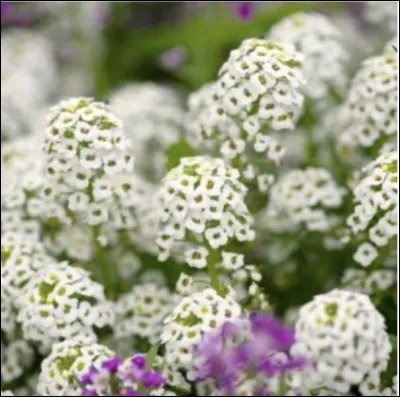 Quel est le nom de la fleur représentée ci-dessus ?