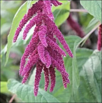 Alors, quel est son nom ?