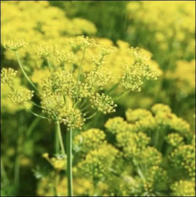 Et comment s'appelle celle-ci ?