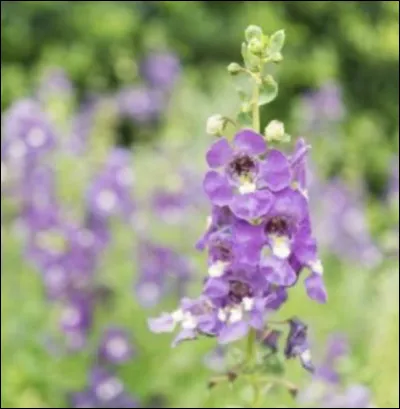 Et celle-ci, pouvez-vous me donner son nom ?