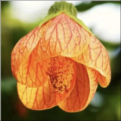 Quel est le nom de cette fleur ?