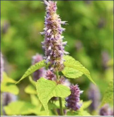 Courage, cest presque fini !
Alors, comment s'appelle-t-elle ?